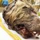 The 40,000-year-old head of a Pleistocene wolf.